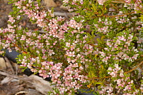 Stinky boronia (Boronia anemonifolia). Tasmania, Australia. November.