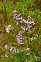 Hairy boronia (Boronia pilosa). Tasmania, Australia. November.