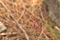 Daddy long legs orchid (Caladenia filamentosa). Tasmania, Australia. November.