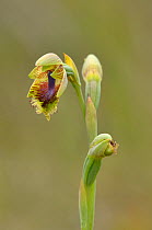 Pale beard orchid (Calochilus herbaceus). Tasmania, Australia. December.