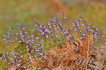 Blue lovecreeper (Comesperma volubile). Tasmania, Australia. September.
