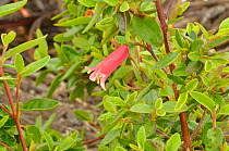 Common correa (Correa reflexa). Tasmania, Australia. January.