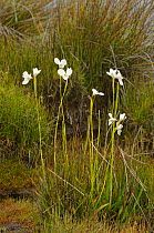 Western flag iris (Diplarrena latifolia). Tasmania, Australia. January.