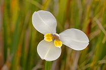 Western flag iris (Diplarrena latifolia). Tasmania, Australia. January.