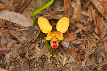 Eastern wallflower orchid (Diuris orientis). Tasmania, Australia. October.