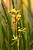 Tiger orchid (Diuris sulphurea). Tasmania, Australia. November.