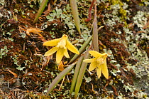 Yellow rock orchid (Dendrobium striolatum). Tasmania, Australia. November.