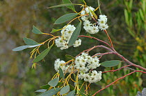 Tasmanian snow gum (Eucalyptus coccifera). Tasmania, Australia. January.