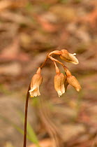 Potato orchid (Gastrodia sesamoides). Tasmania, Australia. December.
