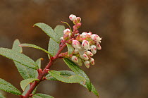 Copperleaf snowberry (Gaultheria hispida). Tasmania, Australia. December.
