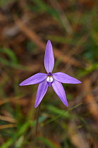 Waxlip orchid (Glossodia major). Tasmania, Australia. September.