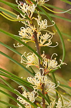 Mountain needlebush (Hakea lissosperma). Tasmania, Australia. November.