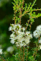 White kunzea (Kunzea ambigua). Tasmania, Australia. November.