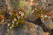 Mountain teatree (Leptospermum rupestre) on lichen covered rock. Tasmania, Australia. February.