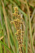 Spiny-head mat-rush (Lomandra longifolia). Tasmania, Australia. December.