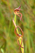 Brown beaks orchid (Lyperanthus suaveolens). Tasmania, Australia. November.