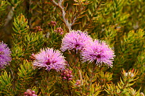 Swamp honey-myrtle (Melaleuca squamea). Tasmania, Australia. December.