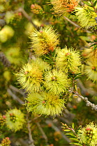 Prickly bottlebrush (Callistemon viridiflorus). Tasmania, Australia. November.
