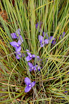 Short purpleflag (Patersonia fragilis). Tasmania, Australia. November.