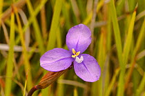 Long purpleflag (Patersonia occidentalis). Tasmania, Australia. December.