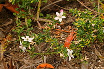 Tasmanian waxflower (Philotheca virgata). Tasmania, Australia. November.
