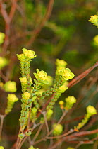 Yellow riceflower (Pimelea flava). Tasmania, Australia. November.