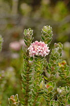 Mountain riceflower (Pimelea sericea). Tasmania, Australia. December.