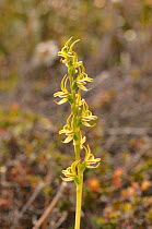 Slaty leek orchid (Prasophyllum rostratum). Tasmania, Australia. October.