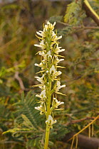 Tunbridge leek orchid (Prasophyllum tunbridgense) Endemic to Tasmania, Australia. November.