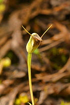 Maroon greenhood orchid (Pterostylis pedunculata). Tasmania, Australia. November.