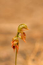 Ruddy greenhood orchid (Pterostylis squamata). Tasmania, Australia. January.