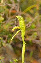 Small bearded greenhood orchid (Pterostylis tasmanica). Tasmania, Australia. October.