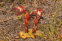 Red fire orchid (Pyrorchis nigricans). Tasmania, Australia. October.