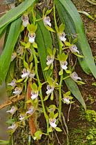 Gunn&#39;s tree orchid (Sarcochilus australis). Tasmania, Australia. November.