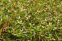 Winged spyridium (Spyridium vexilliferum). Tasmania, Australia. November.