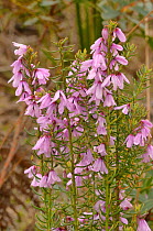 Hairy pink bells (Tetratheca pilosa). Tasmania, Australia. October.