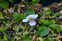 Alpine violet (Viola cunninghamii). Tasmania, Australia. November.