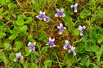 Ivyleaf violet (Viola hederacea). Tasmania, Australia. November.