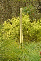 Southern grasstree (Xanthorrhoea australis). Tasmania, Australia. November.