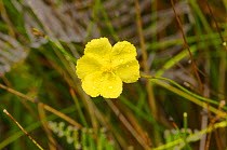 Tall yelloweye (Xyris operculata). Tasmania, Australia. January.