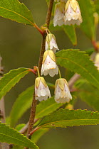 Heartberry (Aristotelia peduncularis). Tasmania, Australia. December.