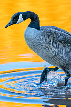 Canada goose (Branta canadenesis) walking in pond with reflection of yellow Ash leaves in autumn. Gilbert Riparian Preserve, Gilbert, Arizona, USA, December.
