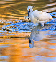 Snowy egret (Egretta thula) catching fish in Riparian Reserve pond, with autumn reflections of yellow ash tree on the water. Gilbert Riparian Preserve, Gilbert, Arizona, USA. December.