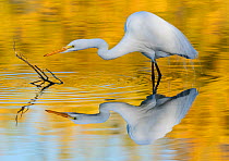 Great egret (Ardea alba) with autumn reflections of yellow ash tree on the water. Gilbert Riparian Preserve, Gilbert, Arizona, USA. December.
