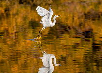 Snowy egret (Egretta thula) taking off from the Riparian Reserve pond, with autumn reflections of yellow ash tree on the water. Gilbert Riparian Preserve, Gilbert, Arizona, USA. December.