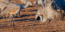 Sandhill cranes (Grus canadensis) courtship rituals. Male on the left. Whitewater Draw Wildlife Area, Southeastern Arizona, USA. December.