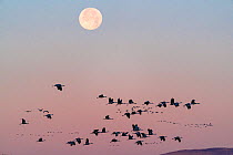 Sandhill cranes (Grus canadensis) flock flying, with full winter moon at dawn. Whitewater Draw Wildlife Area, Southeastern Arizona, USA. December.