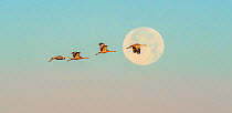 Sandhill cranes (Grus canadensis) flying in front of moon at dawn. Whitewater Draw Wildlife Area, Southeastern Arizona, USA. December.