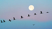 Sandhill cranes (Grus canadensis) flock flying in front of the moon at dawn, Whitewater Draw Wildlife Area, Southeastern Arizona, USA. December.