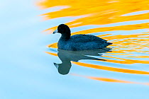 American coot (Fulica americana) swimming across pond with reflection of yellow Ash leaves in autumn. Gilbert Riparian Preserve, Gilbert, Arizona, USA, December.